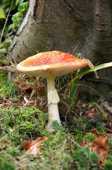 Na grzyby! © Pio Si