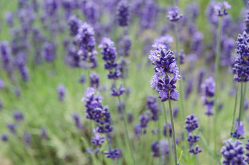 Naklejka premium Close up lavender field in summer at biei hokkaido