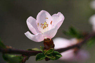 Obraz premium Spring, apple-tree flowers bloom on the branches, macro photography in nature.