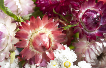 Strohblumen in verschiedenen Farben, Helichrysum und Perlkörbchen - Anaphalis triplinivernis