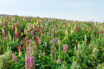 Lupin field and blue sky at biei hokkaido