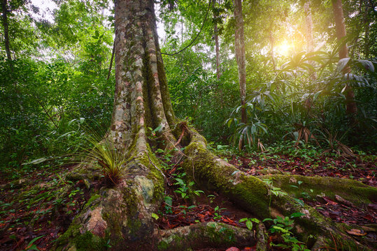 Landscape Rain Forest National Park Tikal In Guatemala At Sunset