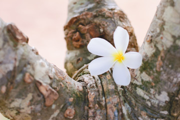 White plumeria