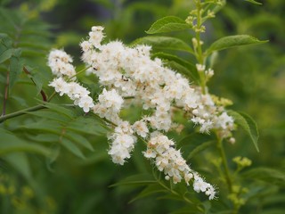 ニワナナカマド