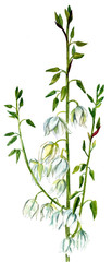 A retro style watercolor drawing of a branch of white flowers