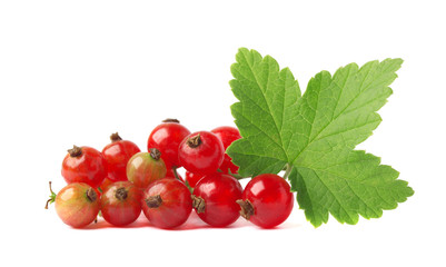 Красная сморродина