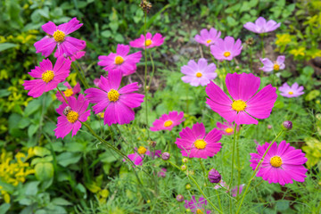 Cosmos flowers blooming in the garden