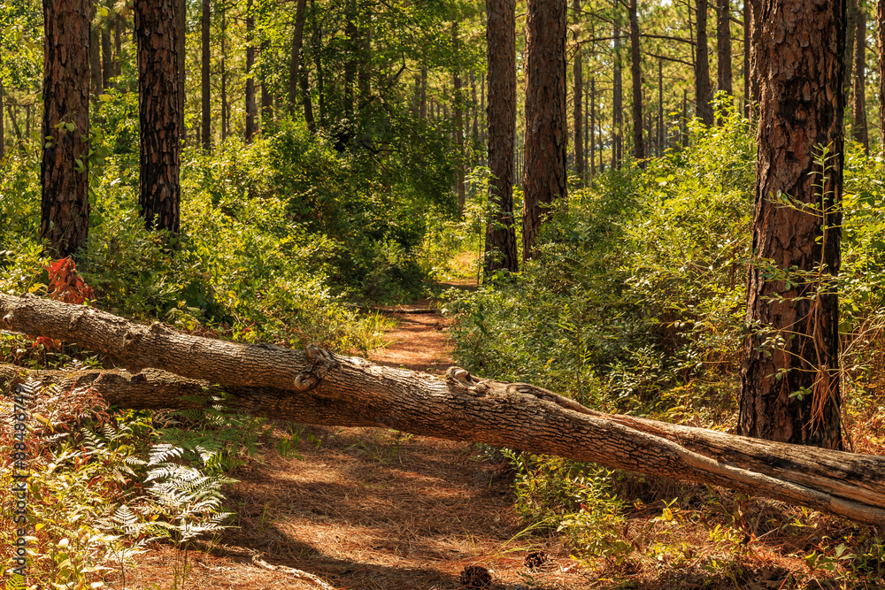 Wall mural Fallen tree over path