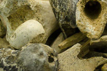 dig through a pile of bones