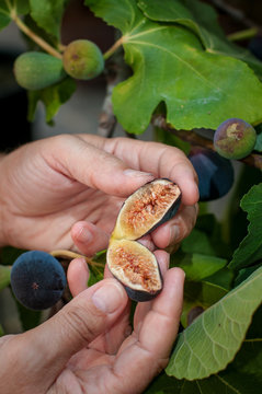Black Figs in his tree