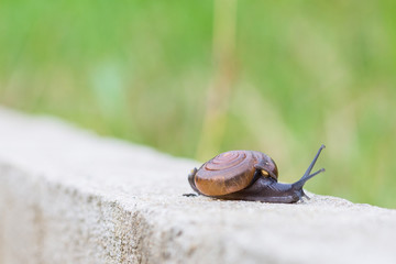 Snail on the concrete wall