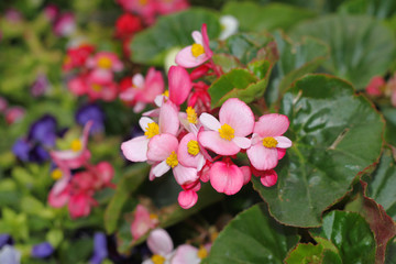 ornamental flowers