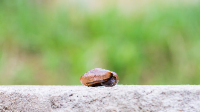 Snail on the concrete wall