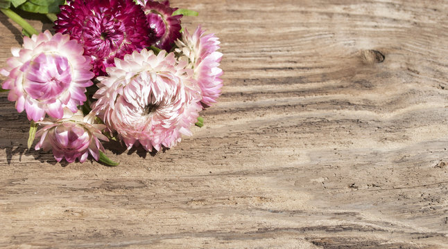 Strohblumen Helichrysum auf altem Treibholz / Holz Brett