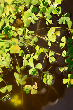 water clover - marsilea quadrifolia - marsileaceae