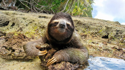 Cute three-toed sloth on ground of tropical shore
