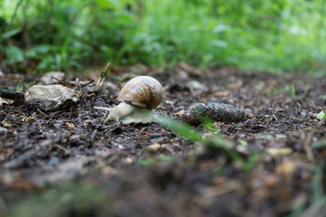 Weinbergschnecke