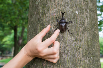 カブトムシを捕まえる手