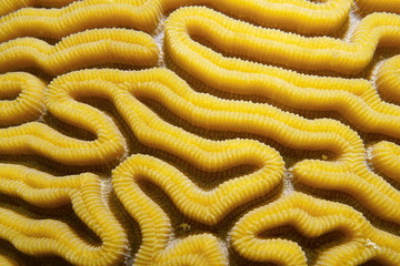 Obraz premium Grooved brain coral Diploria labyrinthiformis