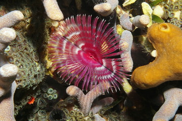 Marine life split-crown feather duster worm