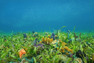 Fototapeta na wymiar Ocean floor with sea grass and colorful sponges