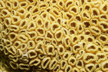 White encrusting zoanthid Palythoa caribaeorum