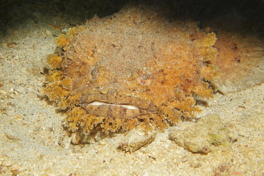 Fish head of Bearded toadfish Sanopus barbatus