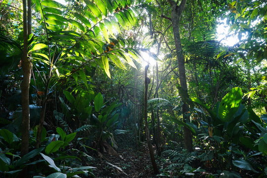 Fototapeta Jungle path through lush vegetation
