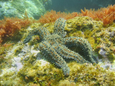 Marthasterias glacialis Spiny starfish underwater