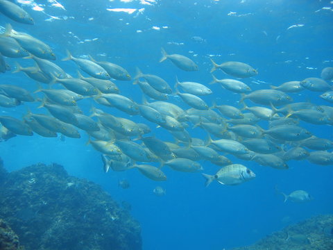 School of sea bream fish Salema porgy