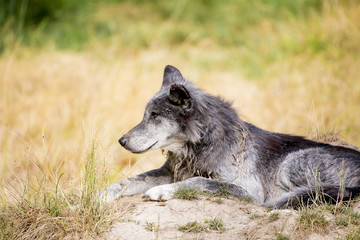 Fototapeta premium Loup noir Timberwolf