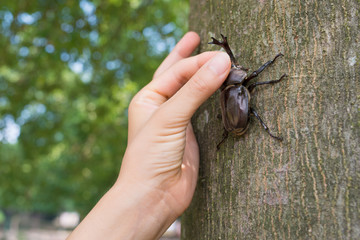 カブトムシを捕まえる手
