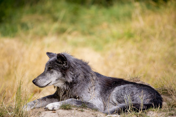 Naklejka na ściany i meble Loup noir Timberwolf