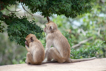 Thai monkey family in the Thai temple
