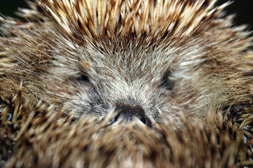 Frightened hedgehog