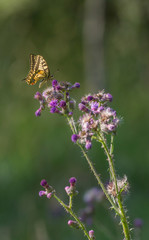 le machaon