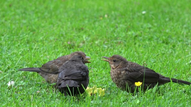 blackbird feeding on the meadow