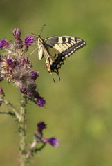 le machaon