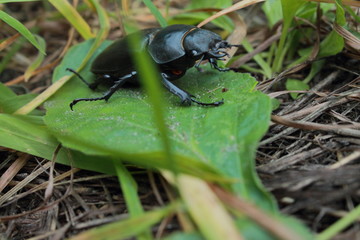 Little stag-beetle on a grass