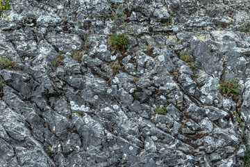 Flowers and rock