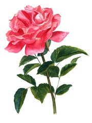 A vintage style watercolour drawing of a red rose