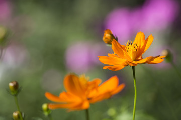 kosmeya orange flowers on the flower bed colorful summer brightl