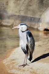 Da sitzt ein Graureiher am Wasser und wartet auf Beute