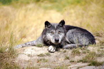 Loup noir Timberwolf