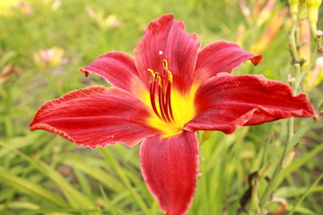 Lily in the garden 