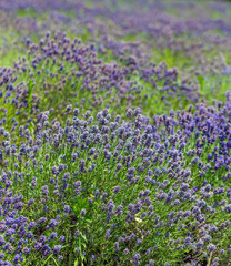 Obraz premium Lavender