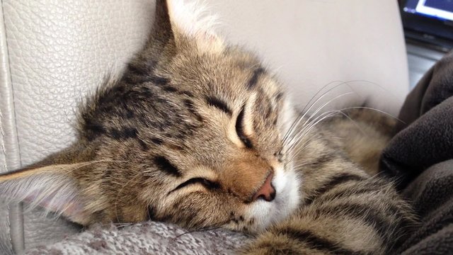 le chat dort sur le canap&eacute;,bien-&ecirc;tre