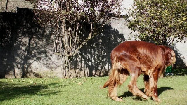 Adult Irish Setter dog walking and sitting on the grass