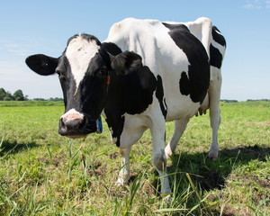 cow looking at camera