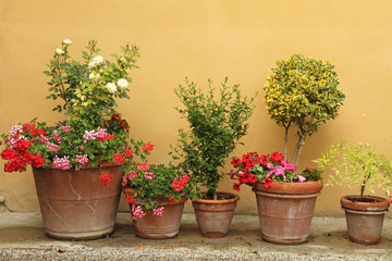 line of various plants in ceramic pots against stucco wall ,Tusc - 88490314